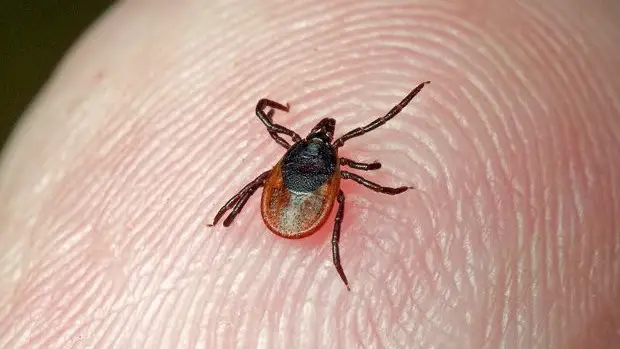 Госсанэпиднадзор напоминает: наступает сезон клещей
